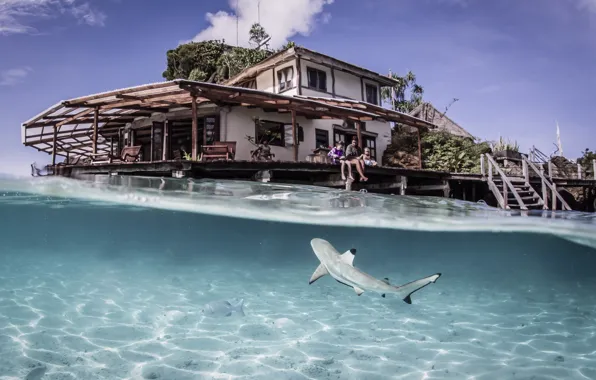 Вода, прозрачность, рыбы, курорт, лагуна, Indonesia, Raja-Ampat, tiger blue shark