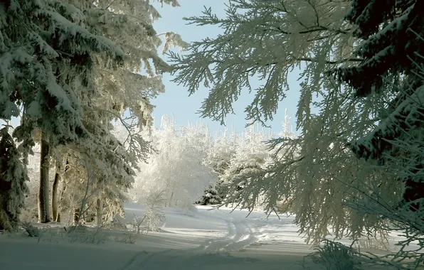 Зима, иней, дорога, лес, свет, снег, деревья, ветки