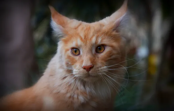 Кошка, кот, взгляд, морда, крупный план, фон, портрет, размытие