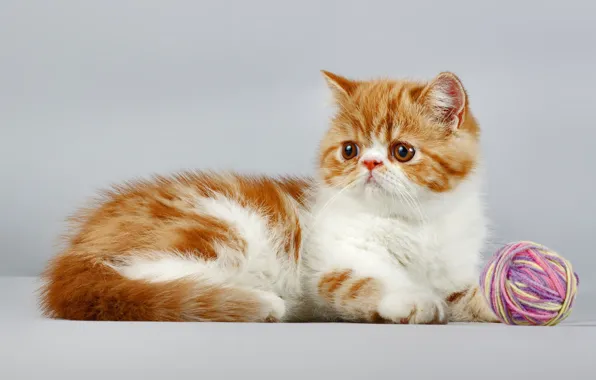 Кот, Рыжий, Фон