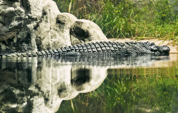 Озеро, отражение, монстр, чешуя, крокодил, рептилия