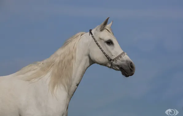 Картинка белый, конь, лошадь, грива, профиль, (с) OliverSeitz
