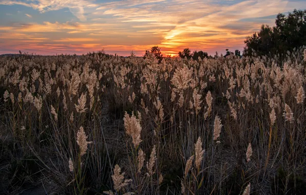 Картинка поле, трава, закат