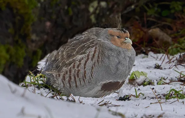 Снег, птица, куропатка, Puum Mati, Grey Partridge, Серая куропатка