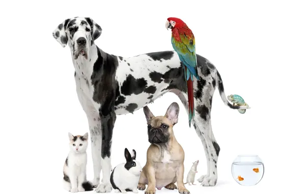 Картинка кот, рыбки, собака, кролик, попугай, далматинец