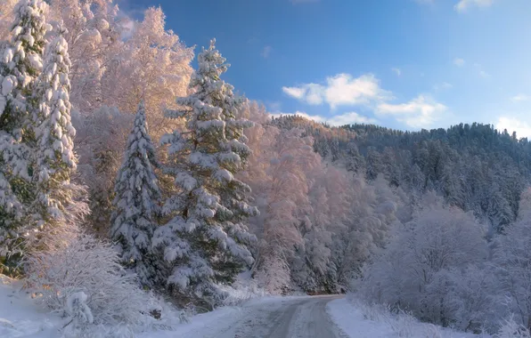 Картинка зима, дорога, лес, снег, деревья