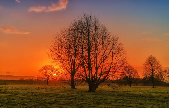 Картинка поле, небо, солнце, деревья, закат