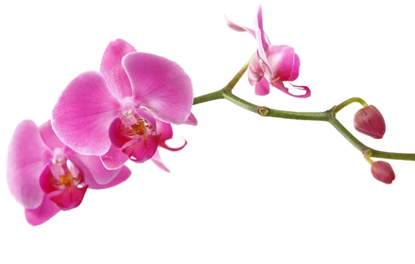 Цветы, нежность, красота, ветка, лепестки, орхидеи, орхидея, pink