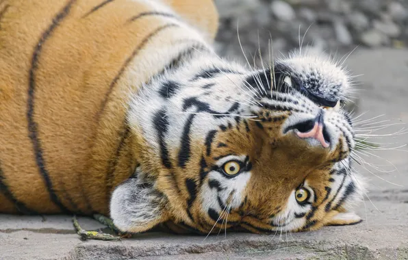 Кошка, морда, тигр, амурский, ©Tambako The Jaguar