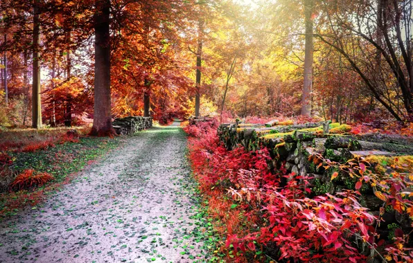 Картинка дорога, осень, лес, листья, деревья, парк, forest, road