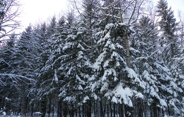 Лес, в снегу, елки, поворот, зимой