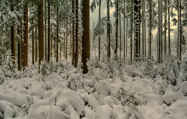 Зима, лес, снег, деревья, Германия, Germany, Баден-Вюртемберг, Baden-Württemberg
