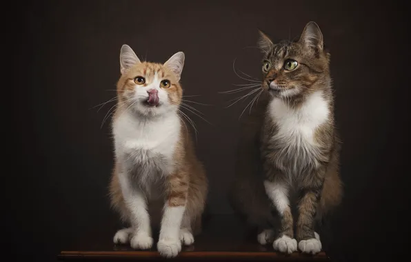 Кошка, кот, взгляд, кошки, поза, темный фон, котенок, стол