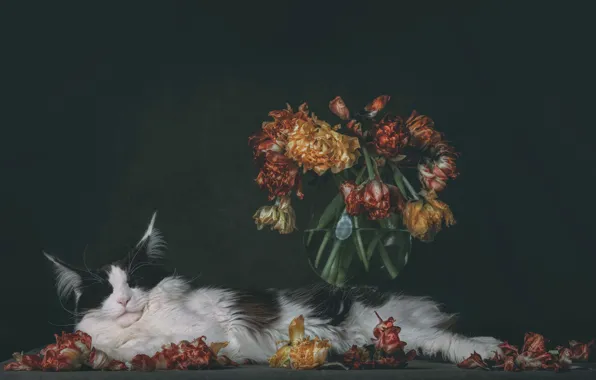 Кошка, кот, цветы, букет, лежит
