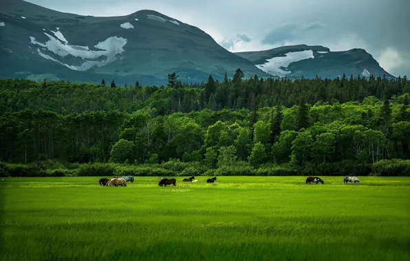 Картинка зелень, поле, лес, лето, трава, деревья, горы, лошади