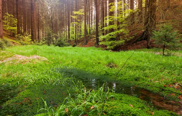 Лес, пейзаж, природа