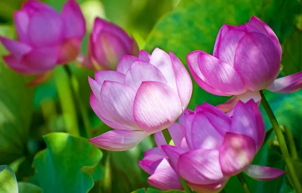 Цветы, лотос, Lotus, flower