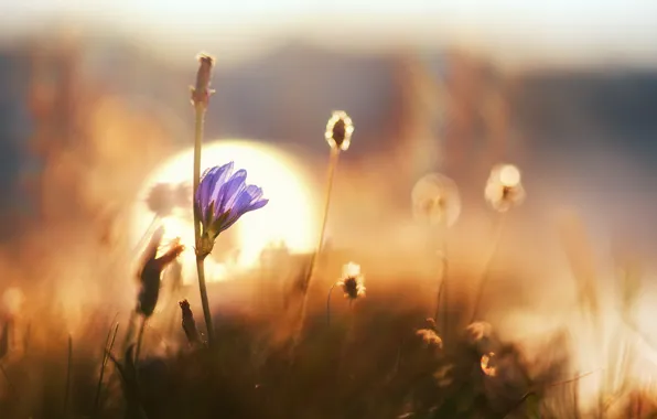 Картинка цветок, трава, макро, рассвет, боке