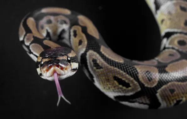 Snake, tongue, scales, constrictor