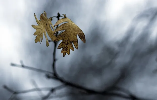 Листья, макро, природа