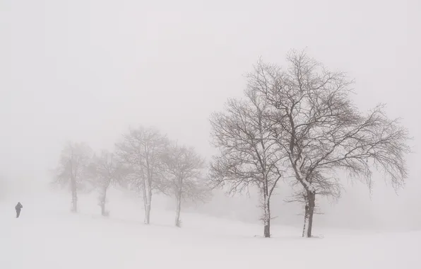 Зима, деревья, природа, туман, человек