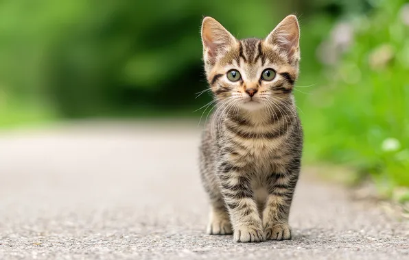 Кошка, взгляд, природа, поза, котенок, серый, сад, дорожка