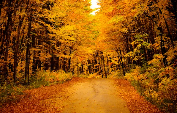 Картинка дорога, осень, лес, листья, деревья, желтые, кусты, золотая