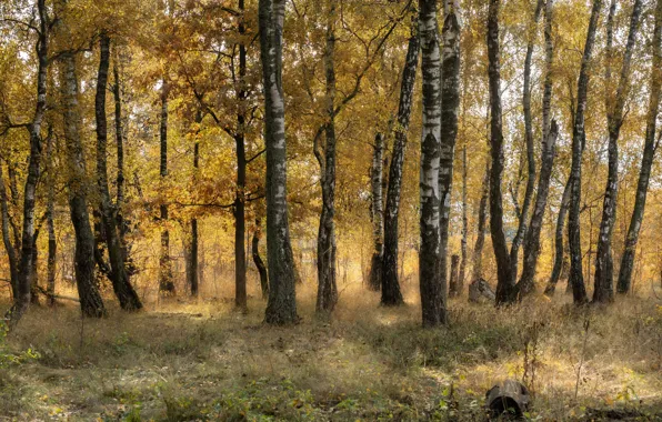Осень, лес, деревья, березы, березовая роща
