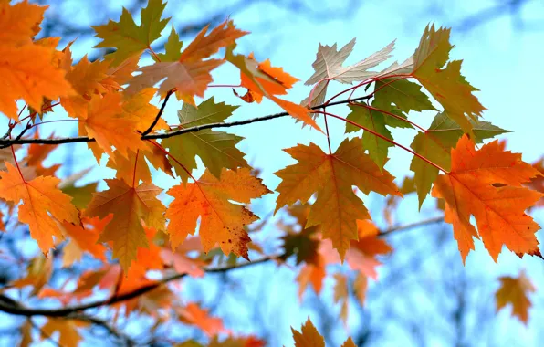 Картинка осень, небо, листья, ветка, клен