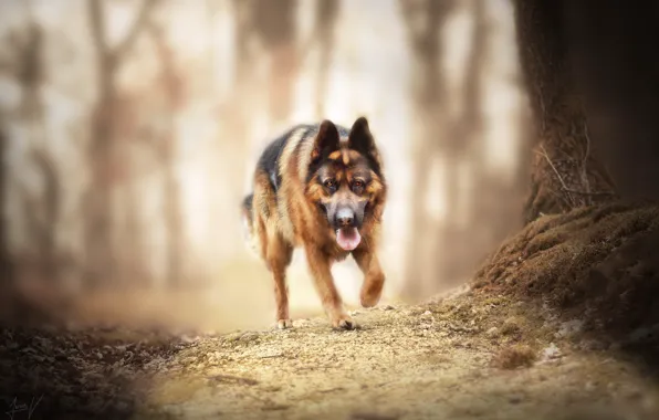 Взгляд, природа, собака