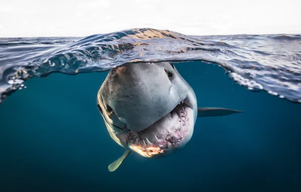 Картинка Вода, Зубы, Пасть, Морда, Подводный мир, South Australia, Белая акула, Южная Австралия