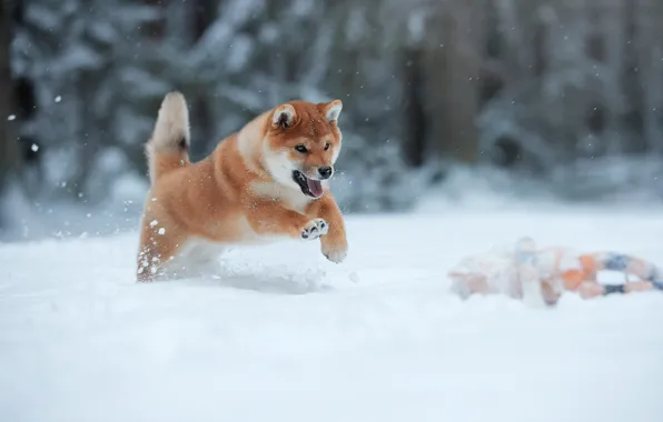 Картинка зима, снег, животное, прыжок, собака, бег, щенок, пёс