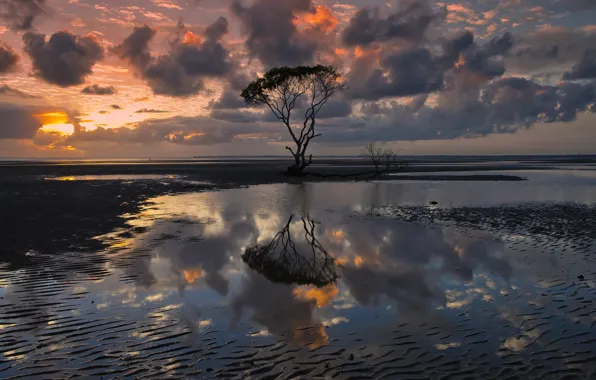 Картинка небо, вода, облака, отражения, тучи, дерево, вечер, Австралия