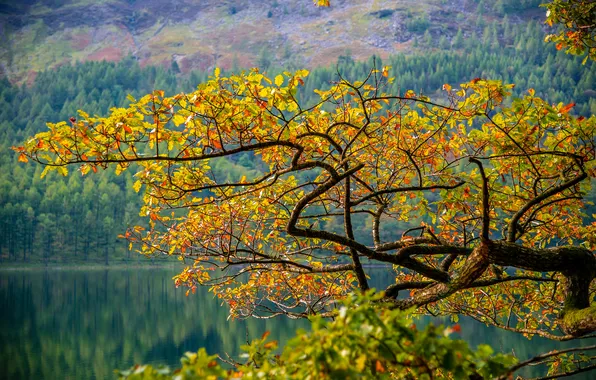 Картинка осень, листья, деревья, горы, озеро, ветка, склон
