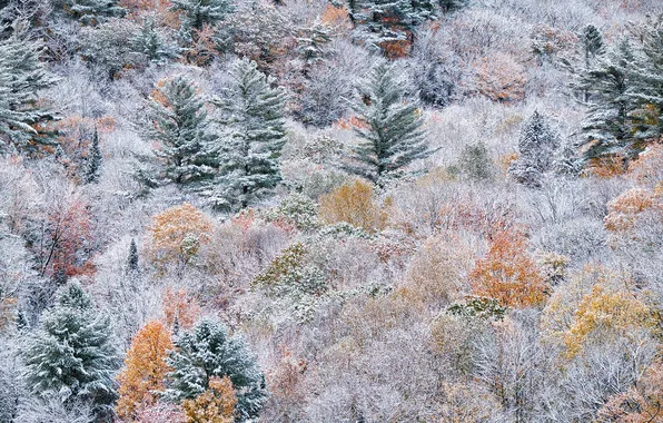Осень, лес, снег, краски, склон, Канада, Онтарио