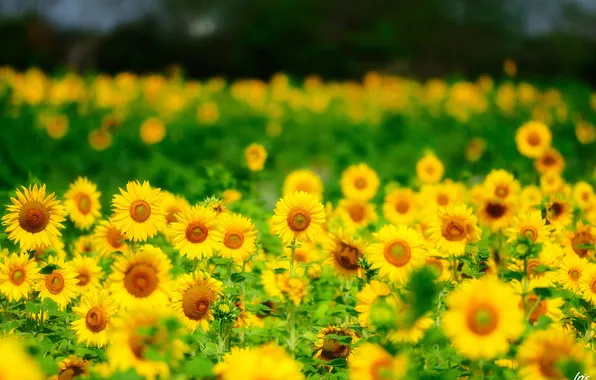 Картинка лето, подсолнухи, цветы, природа, желтые