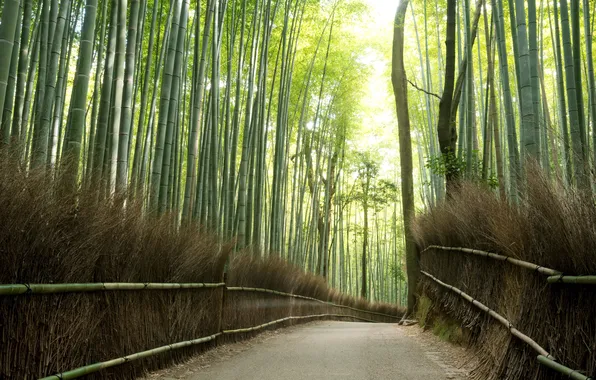 Картинка light, road, trees, nature, bamboo, effects