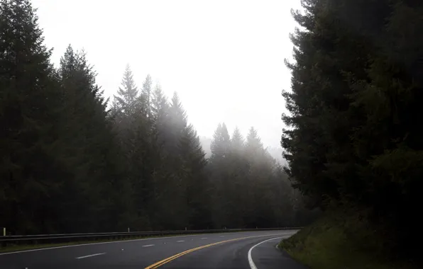 Картинка дорога, лес, деревья, разметка, трасса