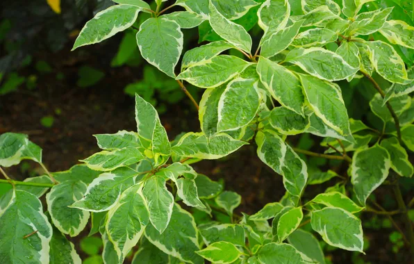 Green, leafs, plant