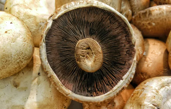Mushroom, mushrooms, shroom, champignons, champignon, shrooms