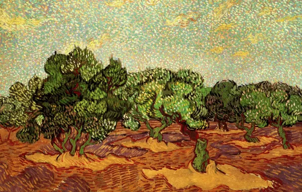 Картинка деревья, Vincent van Gogh, Olive Grove, Pale Blue Sky