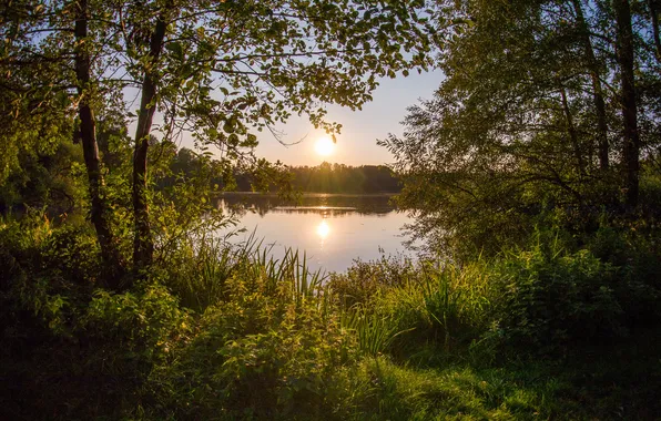 Лес, деревья, озеро, заросли, вид