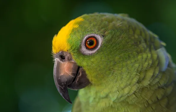 Взгляд, зеленый, птица, попугай
