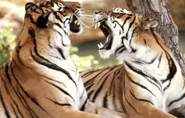 Картинка чувства, тигры, разговор, спор