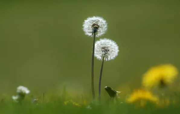 Картинка природа, весна, одуванчики