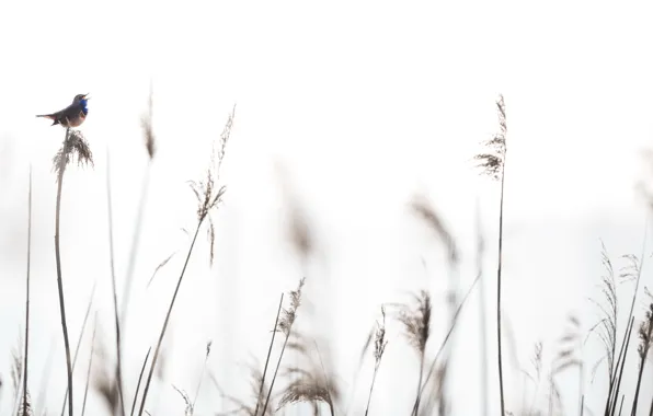 Картинка природа, фон, птица