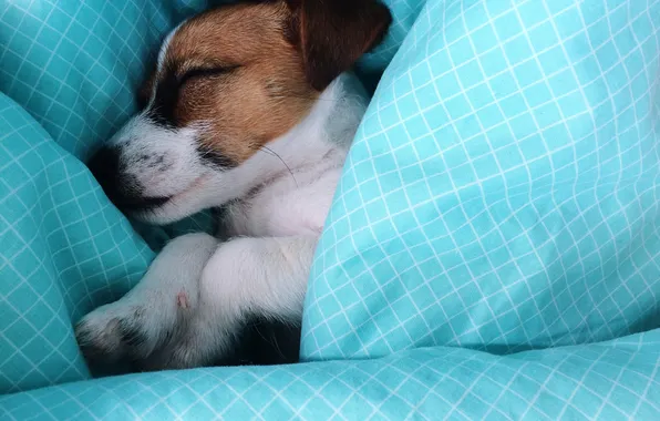 Puppy, sleeping, sheets