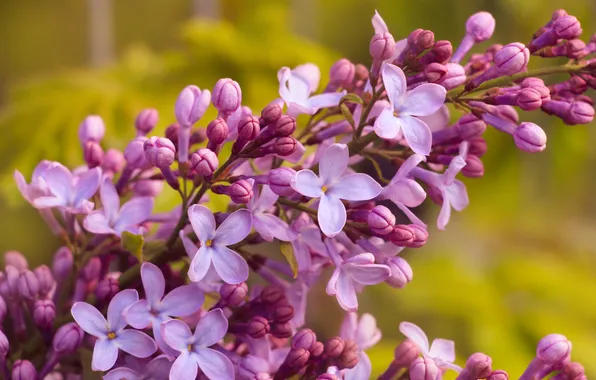 Flower, lilac, twig