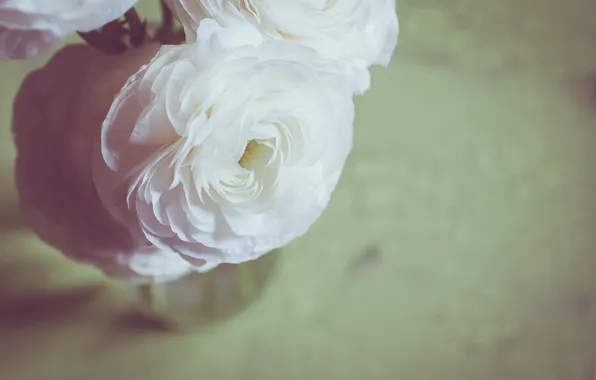 Цветы, розы, лепестки