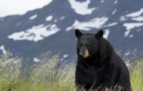 Картинка background, mountain, sitting, black bear